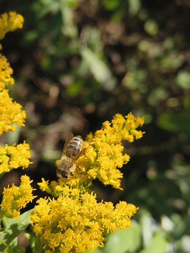 Western Honey Bee