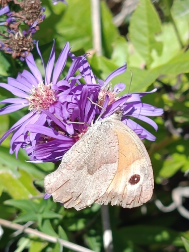 Meadow Brown