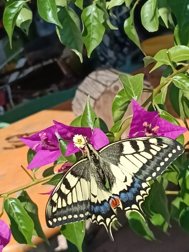Old World Swallowtail