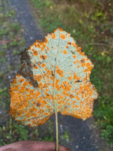 Coleosporium tussilaginis