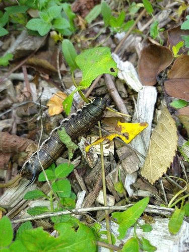 Convolvulus Hawkmoth