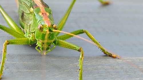Great Green Bush-cricket