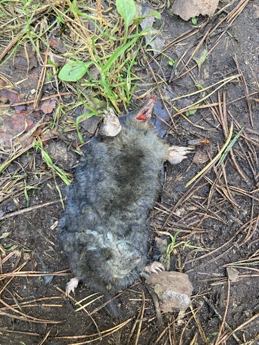 European Mole