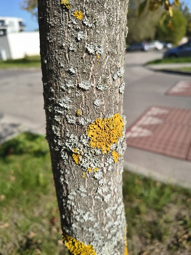Common Sunburst Lichen