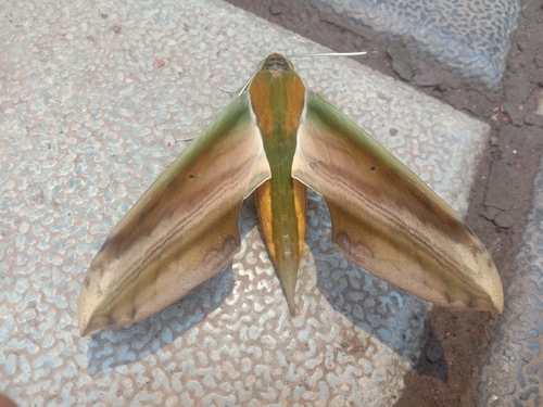 Yam Hawkmoth