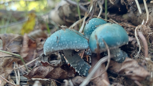 Blue Roundhead