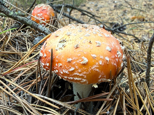 Fly Agaric