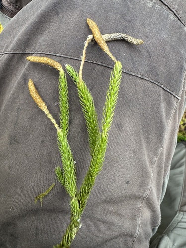 stag's-horn clubmoss