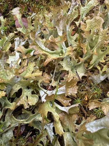 Iceland Lichen