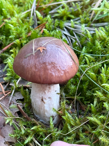 Purple-veiled Slippery Jack