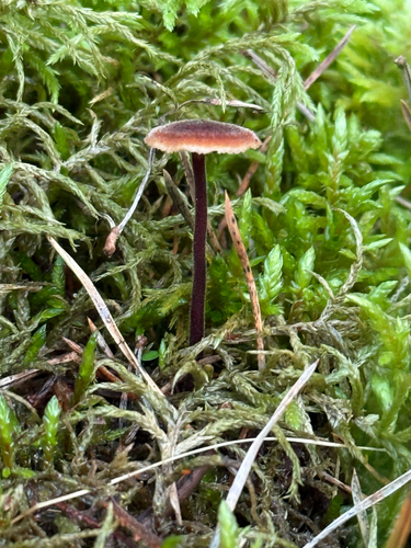Earpick Fungus