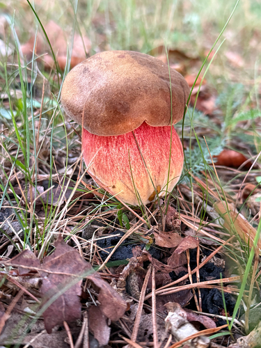 Dotted Stem Bolete
