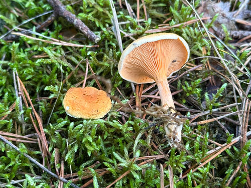 False Chanterelle