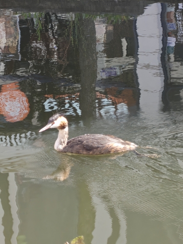 Great Crested Grebe