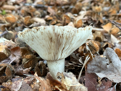 Slimy Milkcap