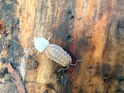 Common Shiny Woodlouse