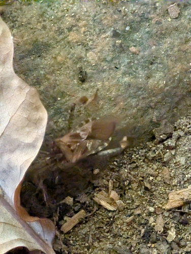 Western Conifer Seed Bug