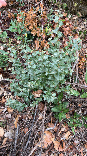 Green Olive Tree