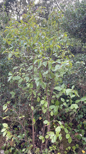 Laurustinus viburnum