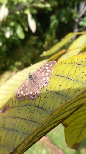 Speckled Wood