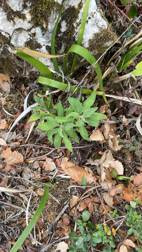 Cheirolophus sempervirens