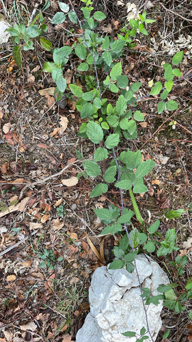 elmleaf blackberry