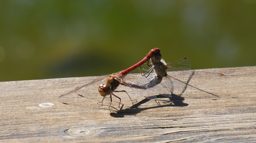Common Darter
