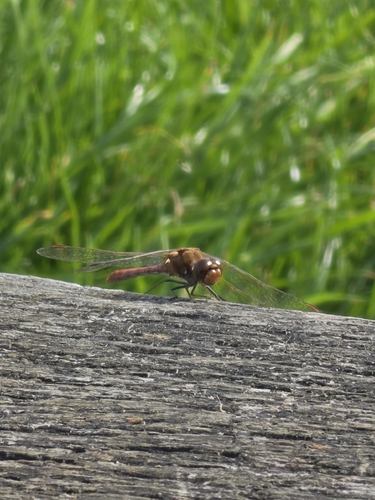 Common Darter