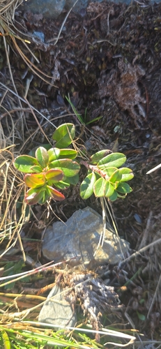 Lingonberry