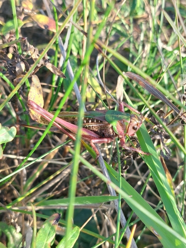 Wart-biter