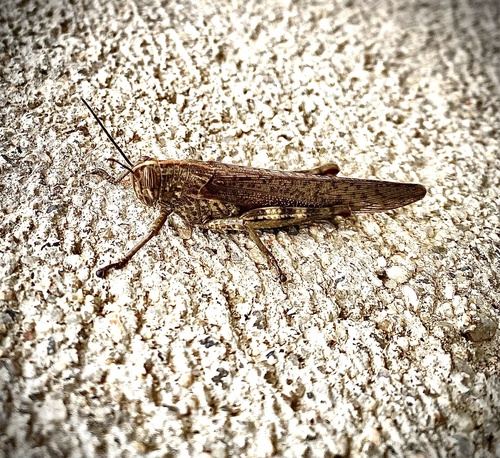 Egyptian Bird Grasshopper