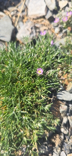 Red Sand Spurrey