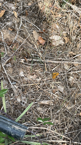 Wall Brown