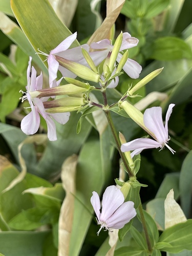common soapwort