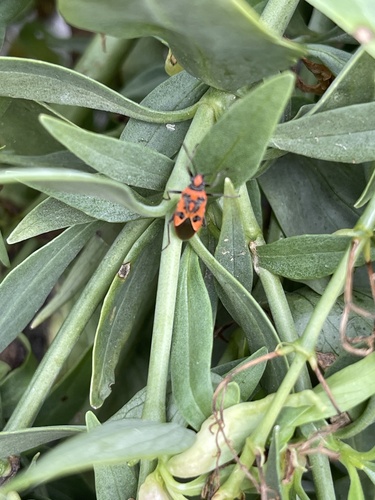 Spotted Firebug