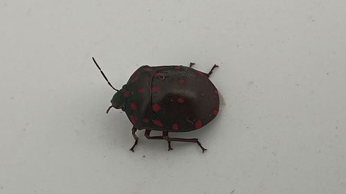 Torrid Jewel Bug