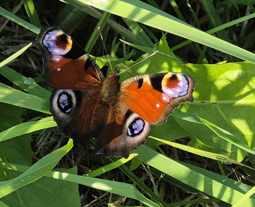 European Peacock Butterfly