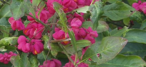 Spindle
