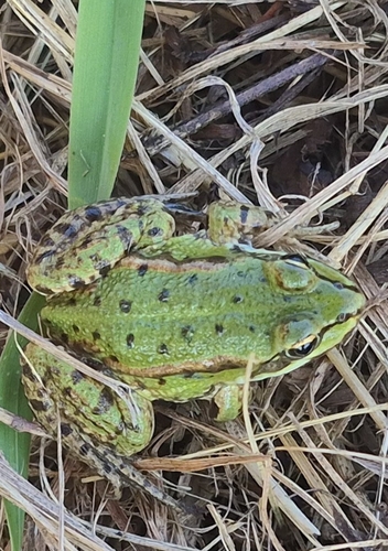 Water Frogs