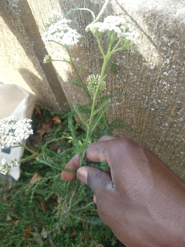 common yarrow