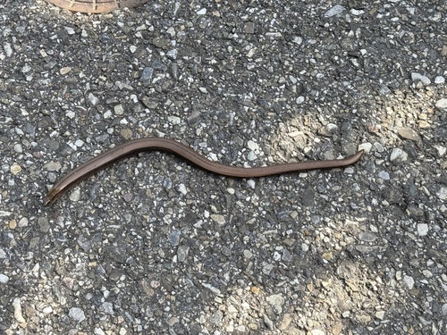 Common Slowworm