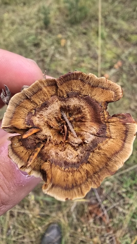 Brown Funnel Polypore