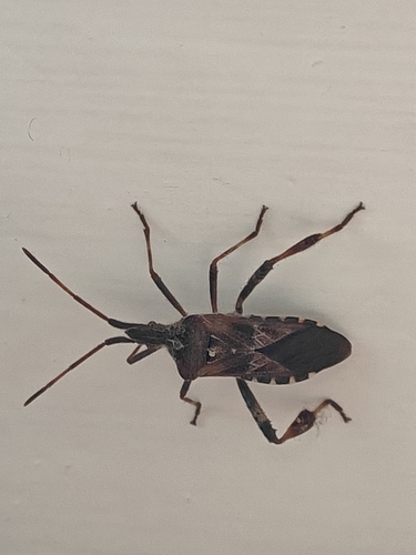 Western Conifer Seed Bug