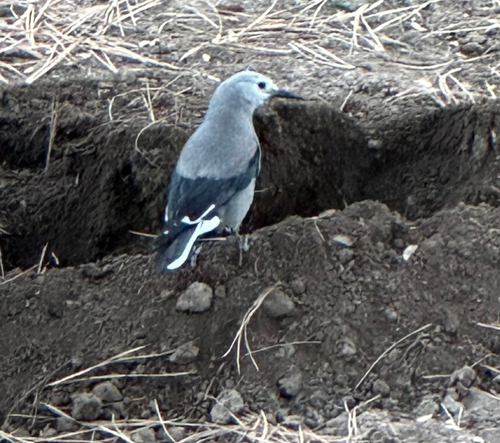 Clark's Nutcracker