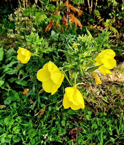 Large-flowered Evening-primrose