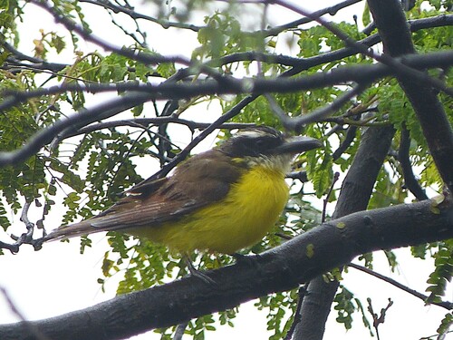 Boat-billed Flycatcher