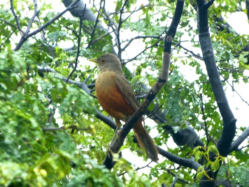 Rufous-bellied Thrush