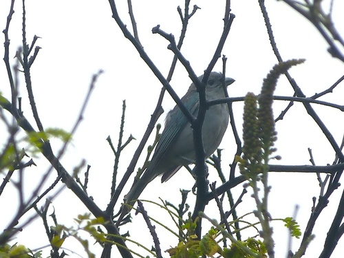 Sayaca Tanager