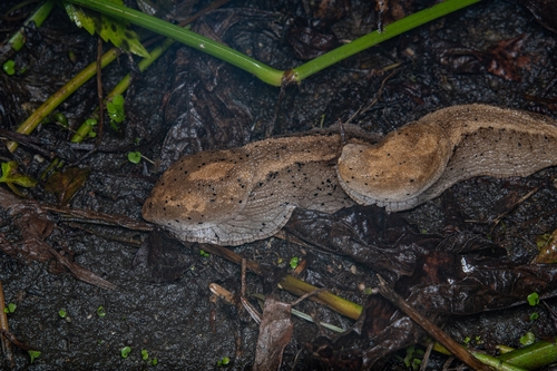 Anadeninus yangtzeensis