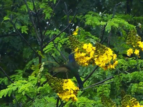 Swallow-tailed Hummingbird